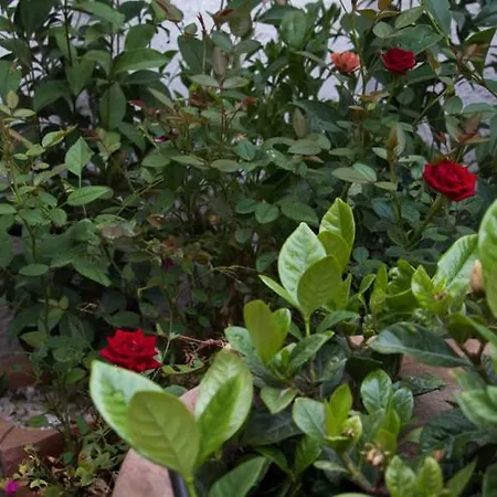 Cityscape House Accommodatie bij particulieren